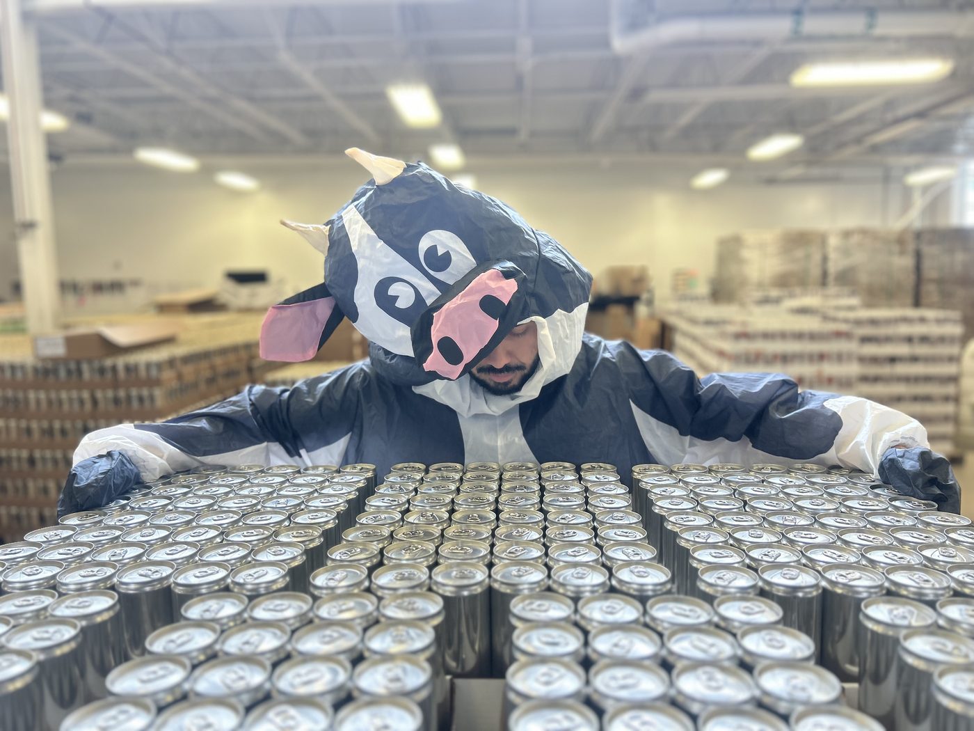 Someone in an inflatable cow costume leaning over a pallet of freshly filled Fizzy Moo cans